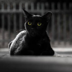 Meet your Posher, Ray